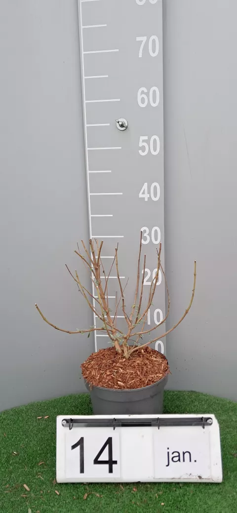 Caryopteris x clan. 'Blue fountain' ? 'Nova