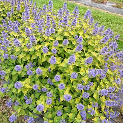 Caryopteris x clan. 'Good as gold' ? 'Novca