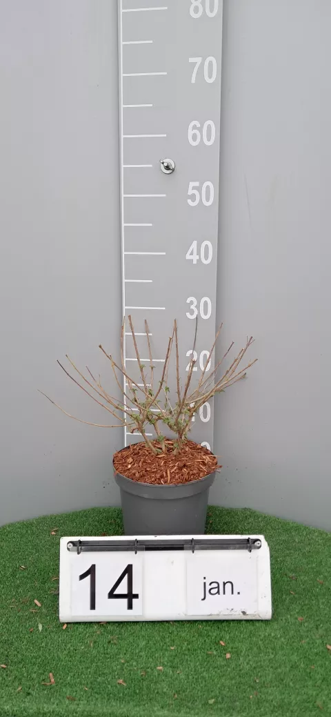 Caryopteris x clan. 'Good as gold' ? 'Novca