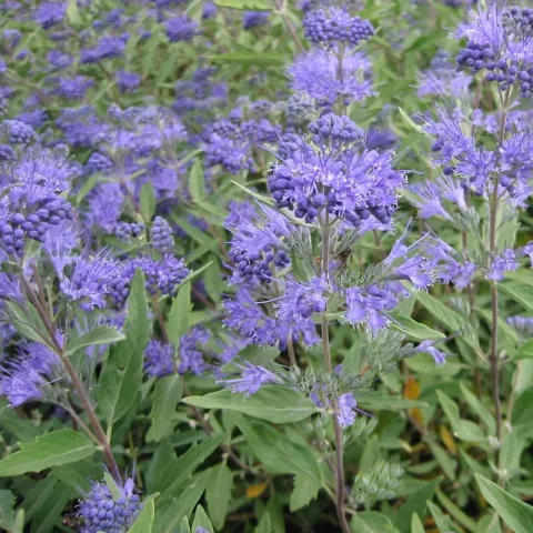 Caryopteris clan. 'Heavenly Blue'
