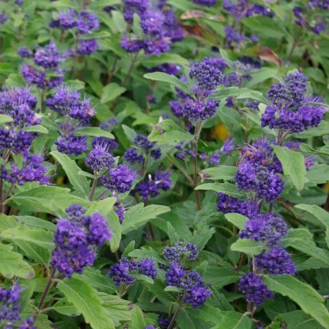 Caryopteris clan. 'Inoveris' (Grand Bleu)