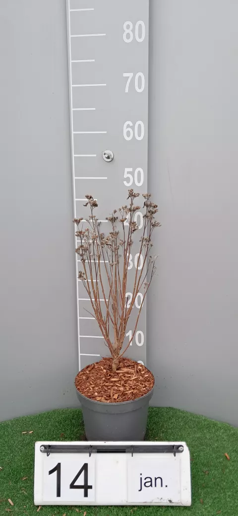 Caryopteris clan. 'Inoveris' (Grand Bleu)