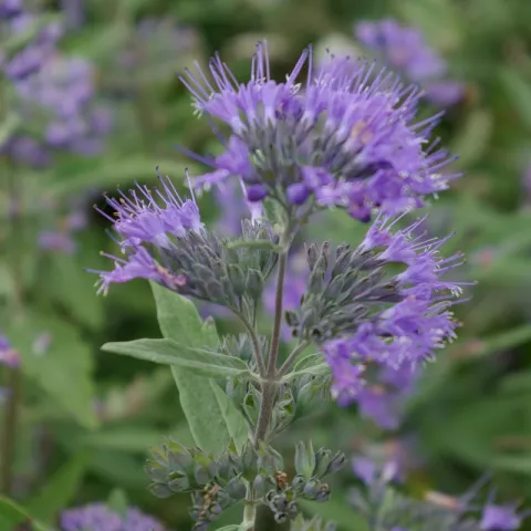 Caryopteris clan. 'Kew Blue'