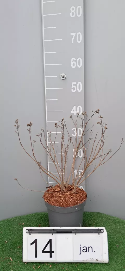 Caryopteris clan. 'Kew Blue'