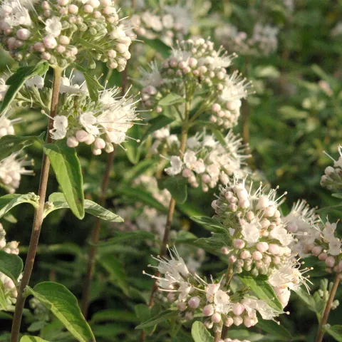 Caryopteris x clan. 'Lissteph' Stephi ®