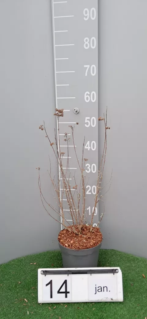 Caryopteris x clan. 'Lissteph' Stephi ®