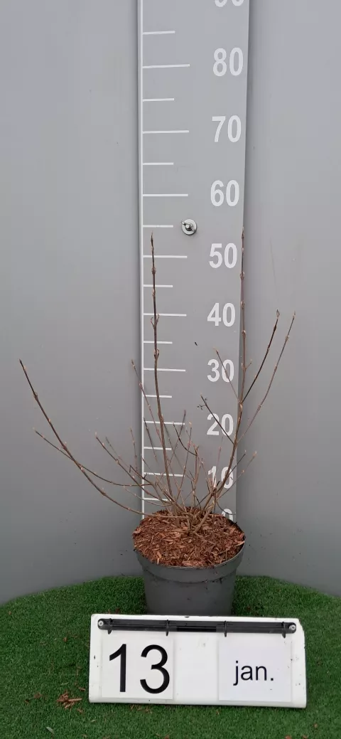 Callicarpa dichotoma 'Cardinal'