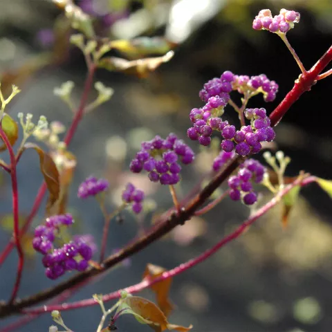 Callicarpa dichotoma 'Issai'