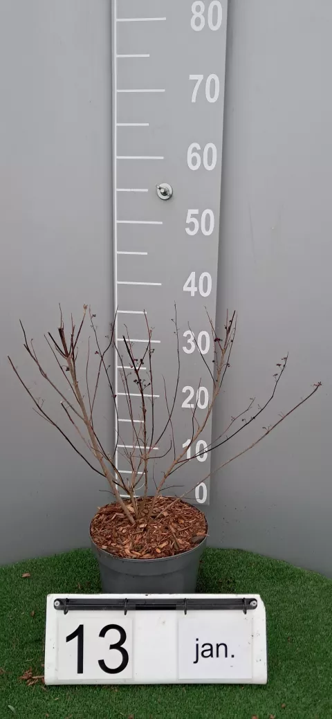 Callicarpa dichotoma 'Issai'