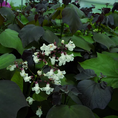 Catalpa erubescens 'Purpurea'