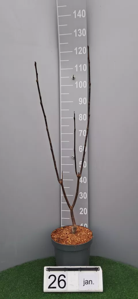 Catalpa erubescens 'Purpurea'