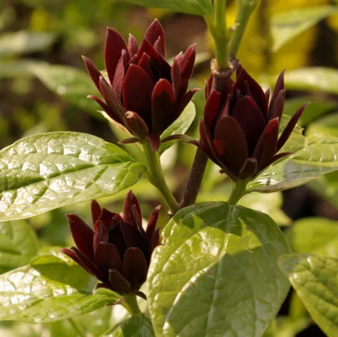 Calycanthus floridus