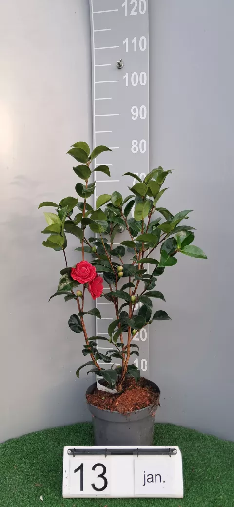 Camellia japonica 'Black Lace'