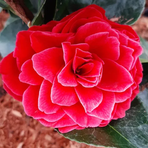 Camellia japonica 'Black Lace'