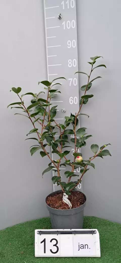 Camellia japonica 'Blood of China'