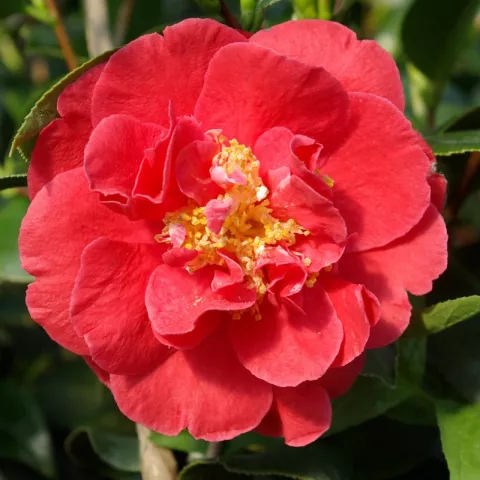 Camellia japonica 'Blood of China'