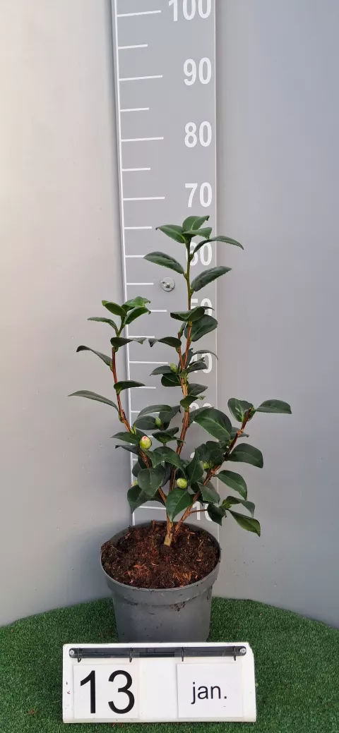 Camellia japonica 'Princesse Clotilde'