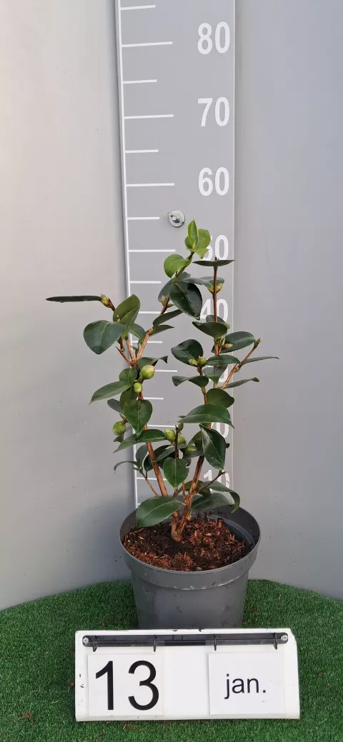 Camellia japonica 'Coquetti'