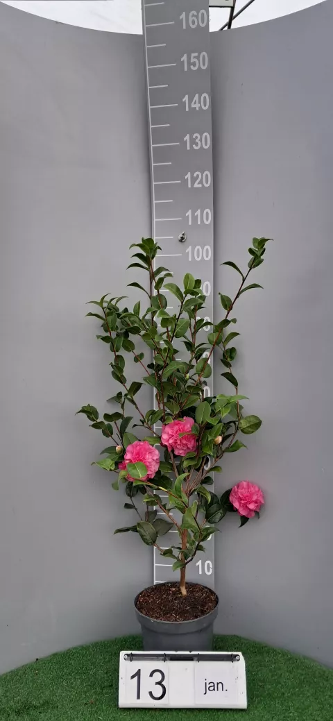Camellia japonica 'Debbie'