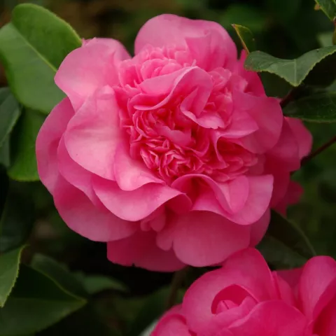 Camellia japonica 'Debbie'