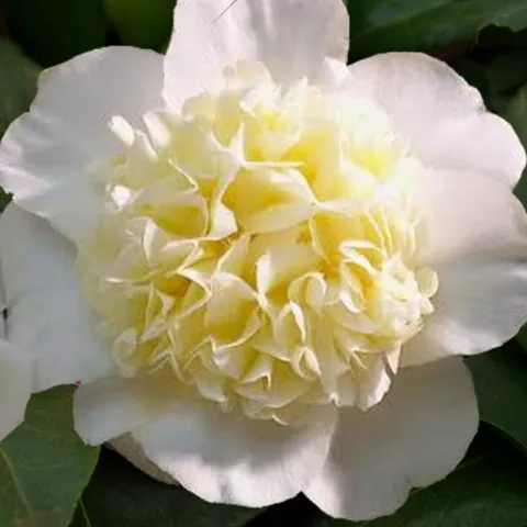 Camellia japonica 'Jury's Yellow'