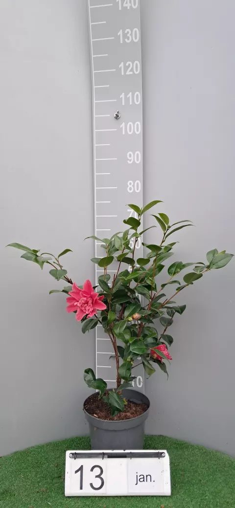 Camellia japonica 'Mark Alan'