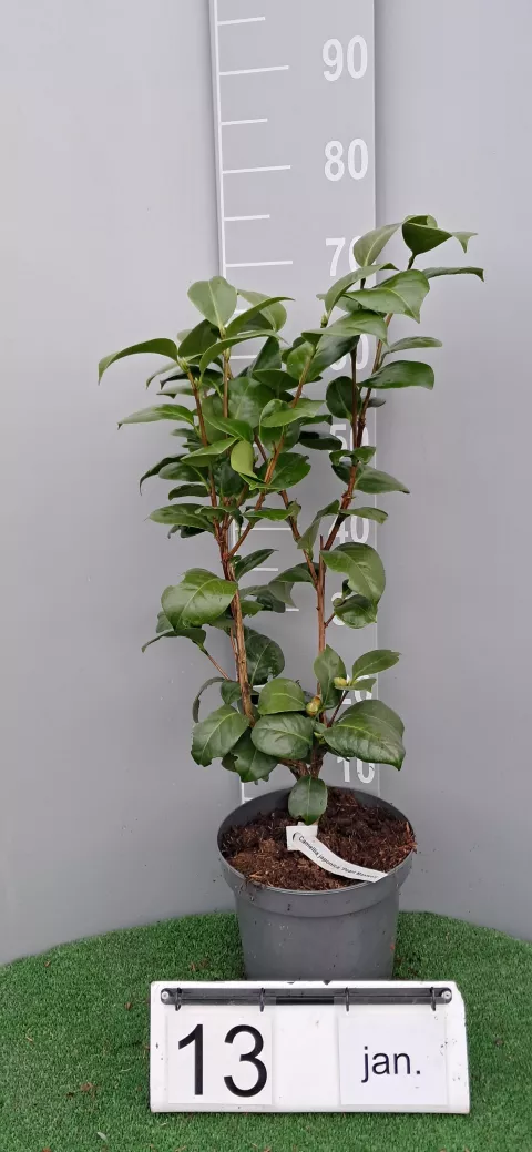 Camellia japonica 'Pearl Maxwell'