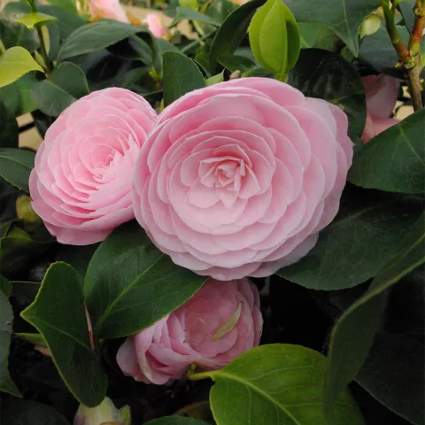 Camellia japonica 'Pearl Maxwell'