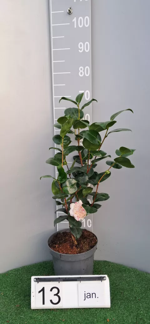 Camellia japonica 'Margaret Davis'