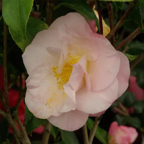Camellia japonica 'Dr Tinsley'