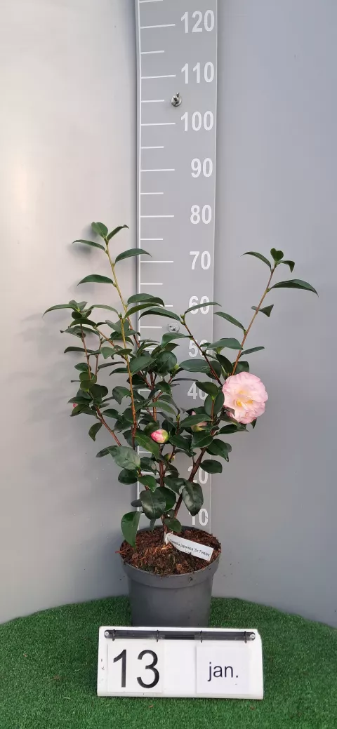 Camellia japonica 'Dr Tinsley'