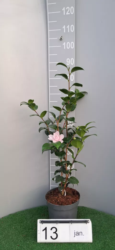 Camellia japonica 'Nuccio's Cameo'