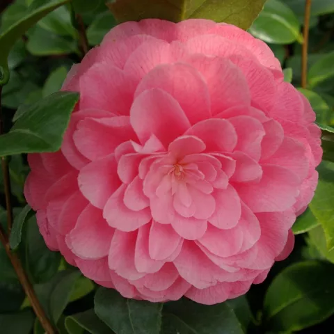 Camellia japonica 'Nuccio's Cameo'