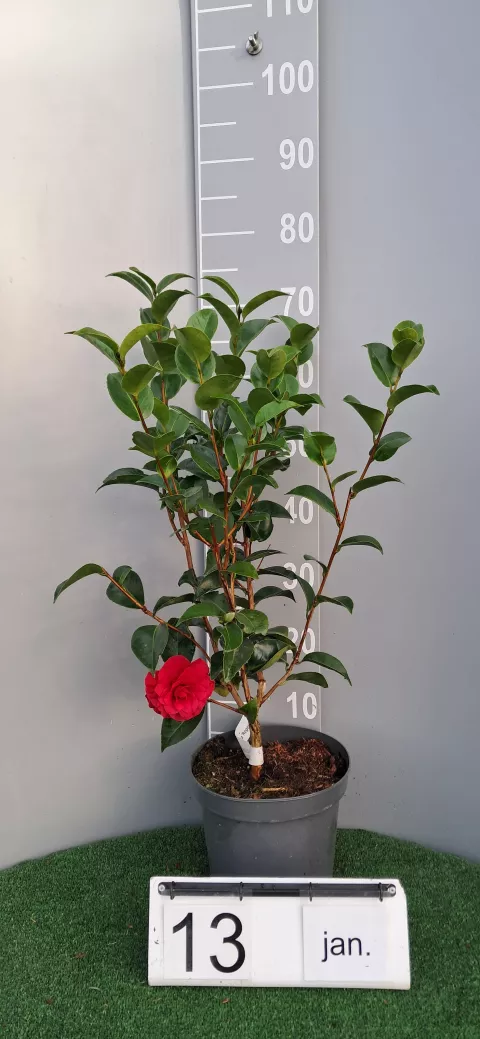 Camellia japonica 'Roger Hall'