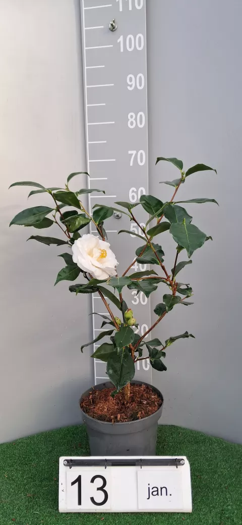 Camellia japonica 'Silver Chalice'