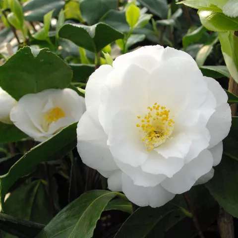 Camellia japonica 'Silver Chalice'