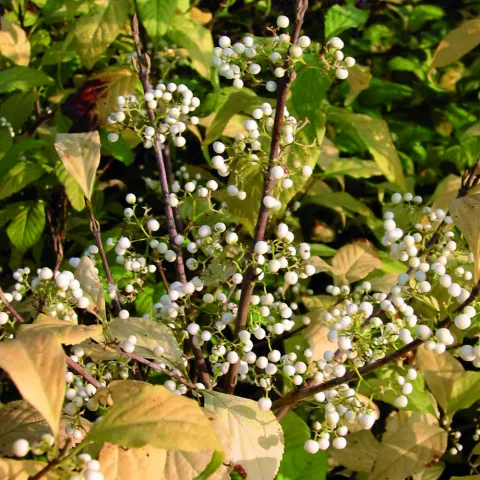 Callicarpa leucocarpa
