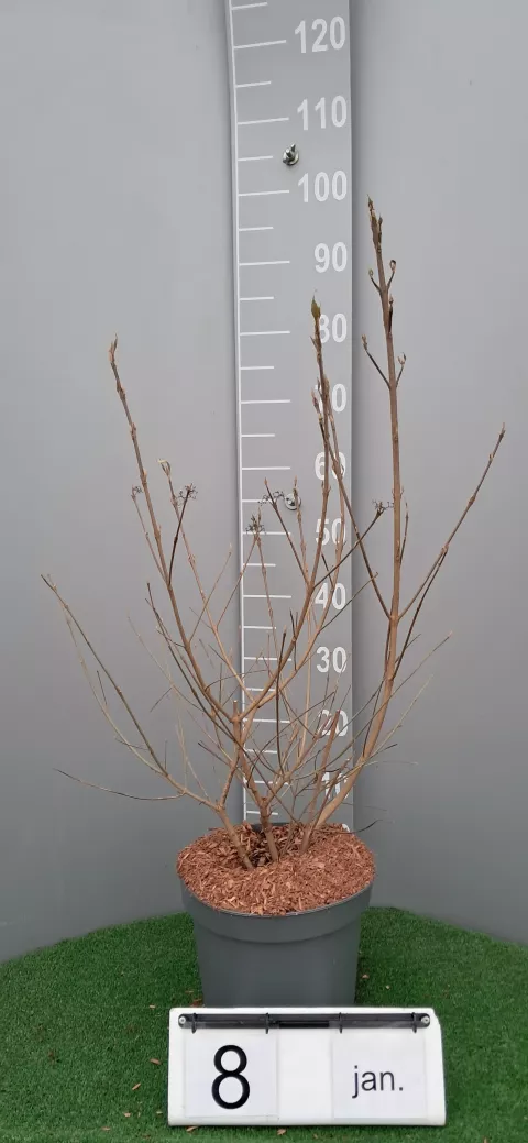 Callicarpa leucocarpa