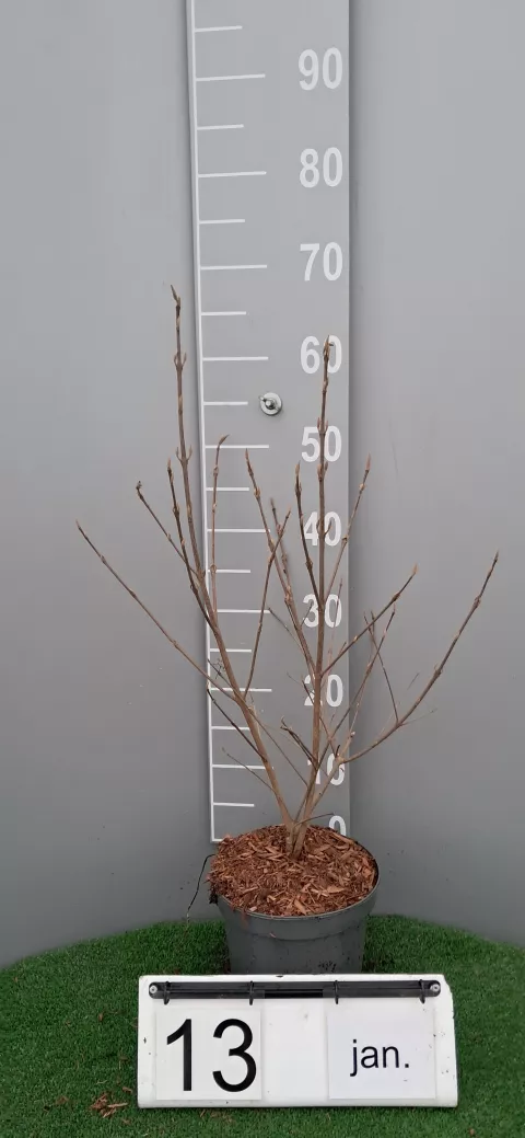 Callicarpa leucocarpa