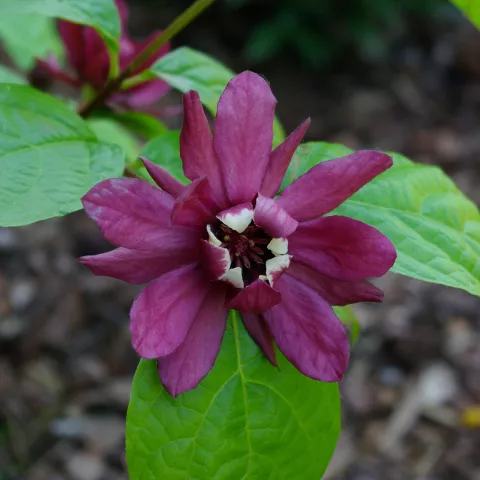Calycanthus x raulstonii 'Hartledge Wine' ®