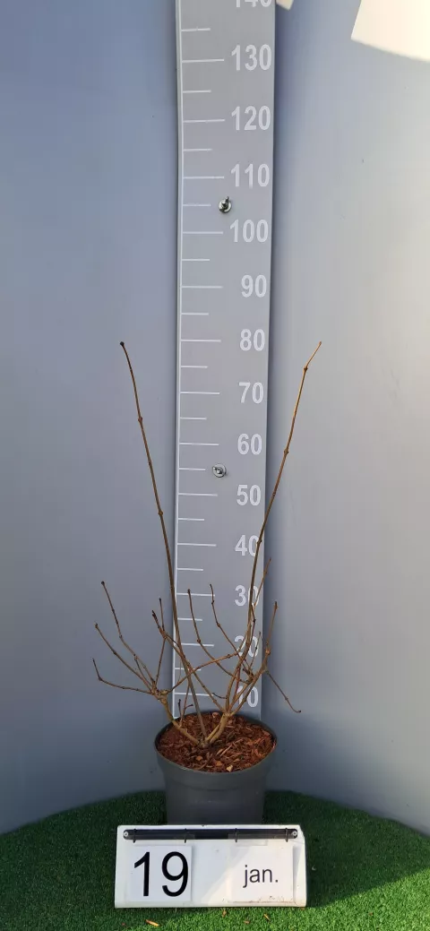 Calycanthus x raulstonii 'Venus' ®