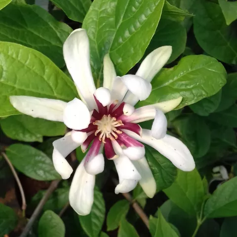 Calycanthus x raulstonii 'Venus' ®