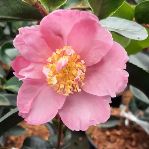 Camellia sasanqua 'Plantation Pink'