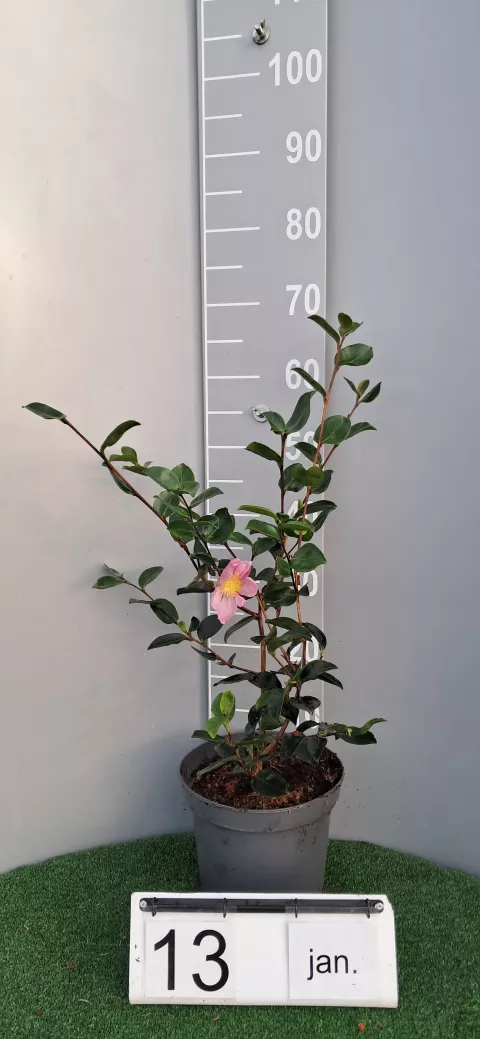Camellia sasanqua 'Plantation Pink'