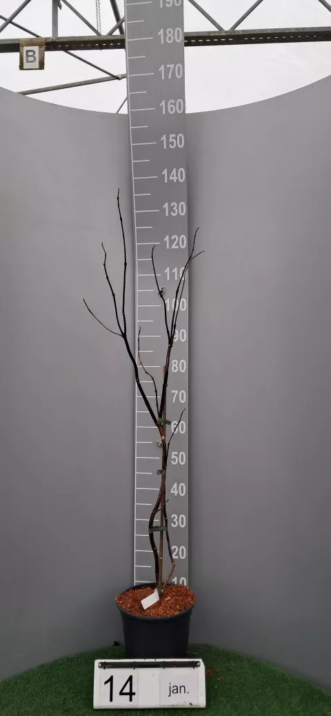 Campsis tagl. 'Ebony & Red ®'