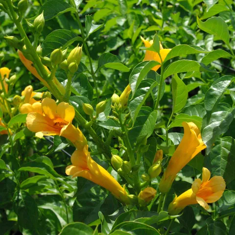 Campsis tagl. 'Golden Trumpet ®'