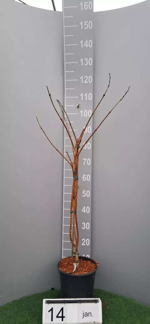 Campsis tagl. 'Golden Trumpet ®'