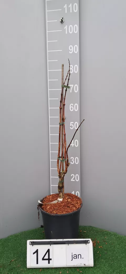 Campsis tagl. 'Orangeade ®'