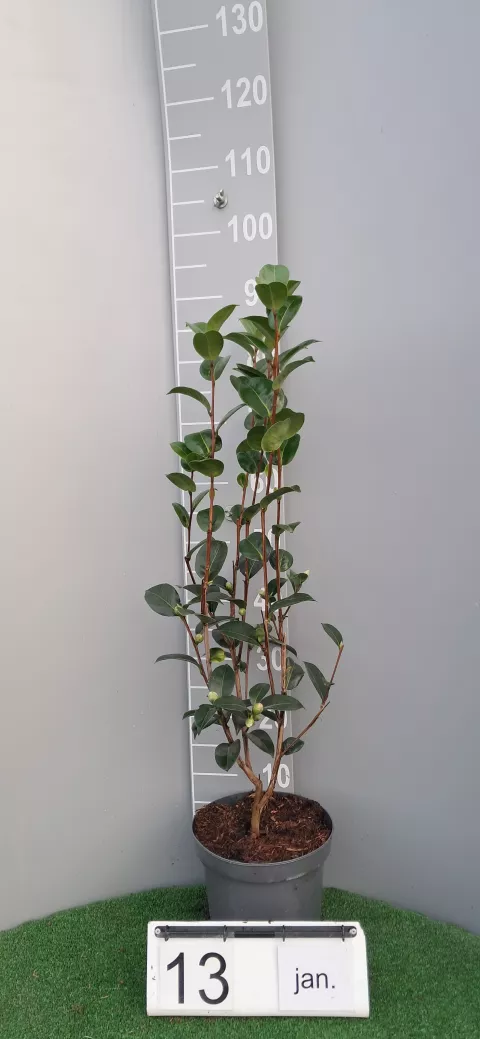 Camellia (x) williamsii 'E.G. Waterhouse'