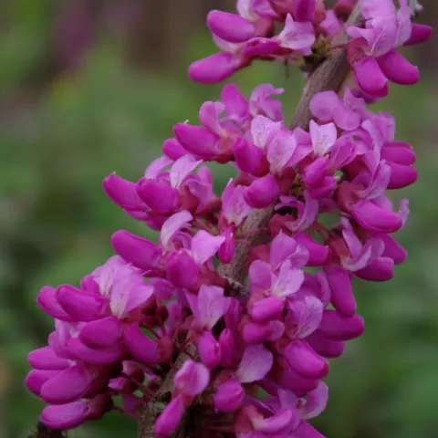 Cercis chinensis 'Avondale'